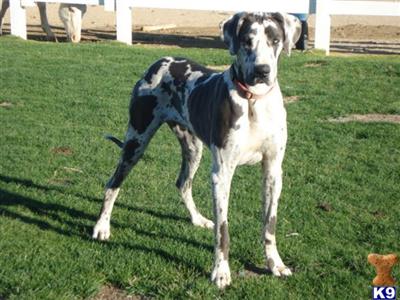 Stud Dogs - Great Dane