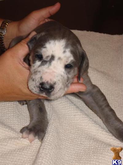 Great Dane Puppies for Sale