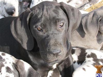 Great Dane Puppies for Sale