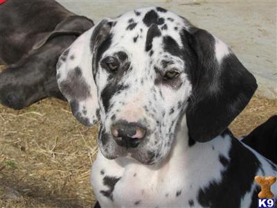 Great Dane Puppies for Sale