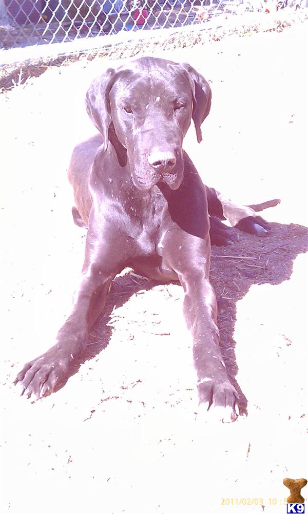 Dogs - Great Dane