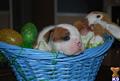 Old English Bulldog