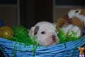 Old English Bulldog