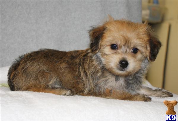 Dogs for Sale in NC