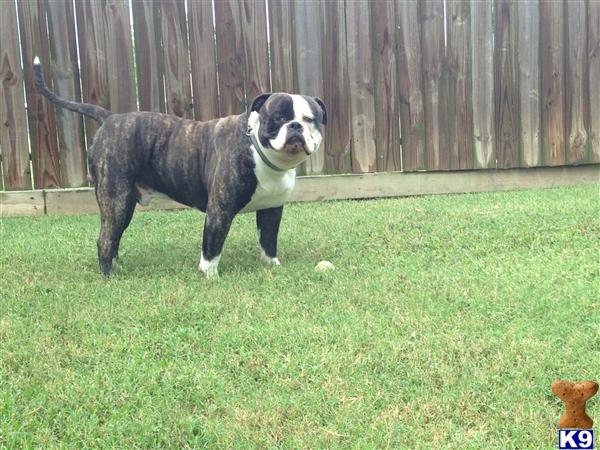 Stud Dogs - American Bulldog