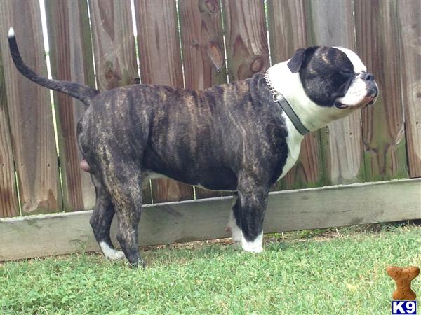 Stud Dogs - American Bulldog