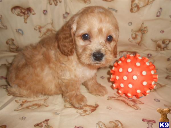 cockapoo puppies for sale in missouri document moved cockapoo puppies for sale in missouri document moved