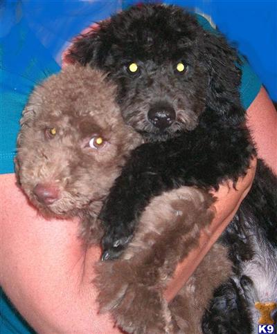 Stud Dogs - Poodle