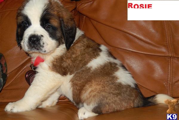 puppies for sale in anchorage alaska document moved puppies for sale in anchorage alaska document moved