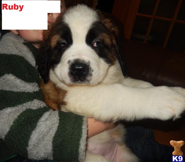 puppies for sale in alaska document moved puppies for sale in alaska document moved