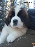 Saint Bernard