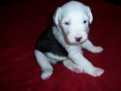 Old English Sheepdog Puppies for Sale