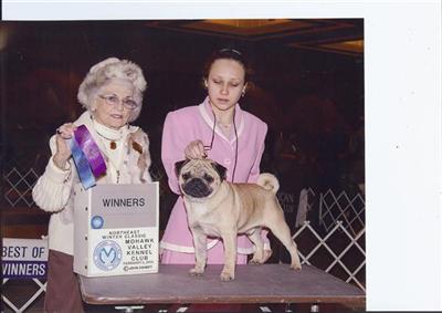 Stud Dogs - Pug