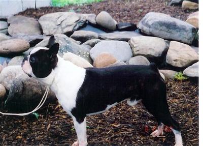 Stud Dogs - Boston Terrier