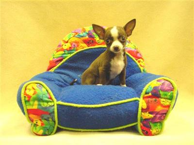 Chihuahua Puppies in FL