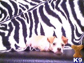 Chihuahua Puppies in FL