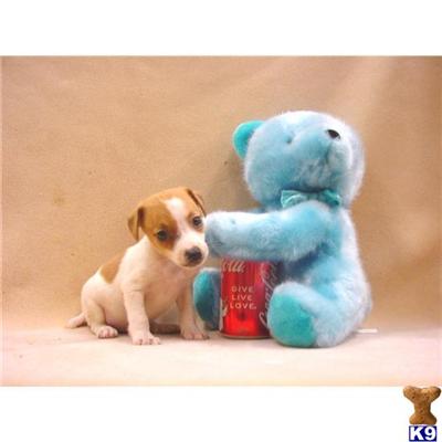 Jack Russell Terrier Puppies in FL