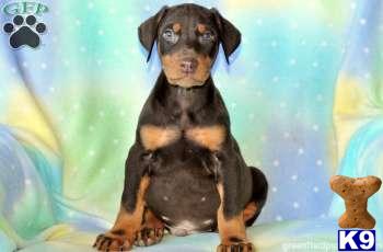 Doberman Pinscher Puppies