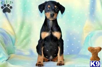 Doberman Pinscher Puppies
