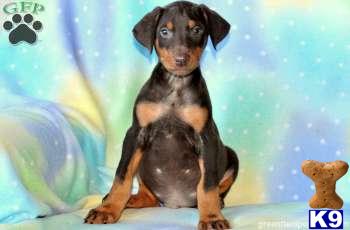 Doberman Pinscher Puppies