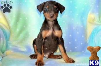 Doberman Pinscher Puppies