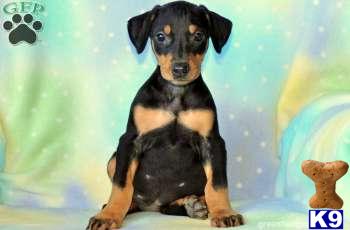 Doberman Pinscher Puppies