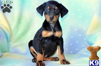 Doberman Pinscher Puppies