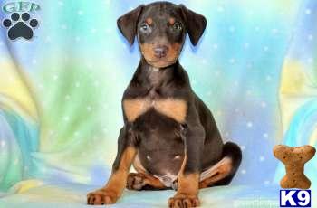 Doberman Pinscher Puppies