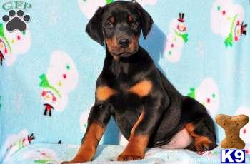 Doberman Pinscher Puppies
