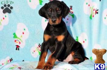 Doberman Pinscher Puppies