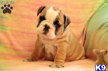 English Bulldog Puppies