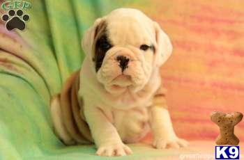 English Bulldog Puppies