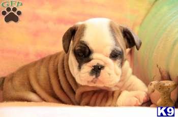 English Bulldog Puppies