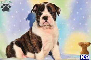 English Bulldog Puppies