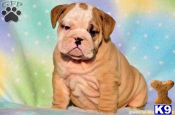 English Bulldog Puppies