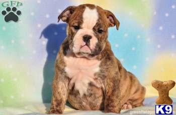 English Bulldog Puppies
