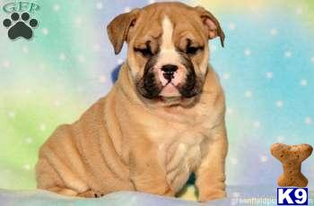 English Bulldog Puppies