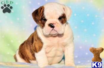 English Bulldog Puppies