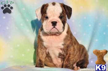 English Bulldog Puppies