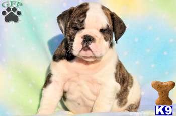 English Bulldog Puppies