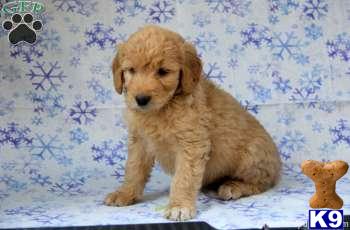 Goldendoodles Puppies