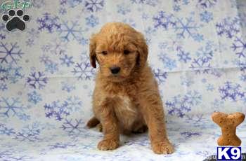 Goldendoodles Puppies