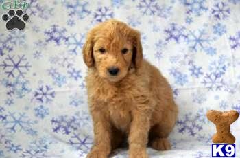 Goldendoodles Puppies