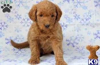 Goldendoodles Puppies
