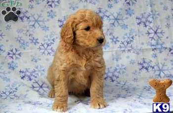 Goldendoodles Puppies