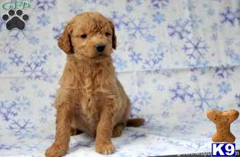 Goldendoodles Puppies
