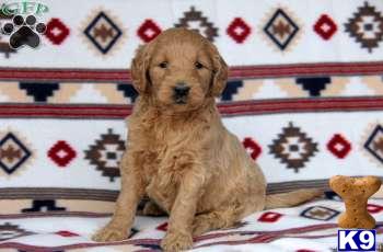 Goldendoodles Puppies