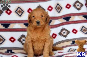 Goldendoodles Puppies