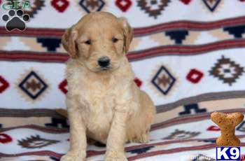 Goldendoodles Puppies
