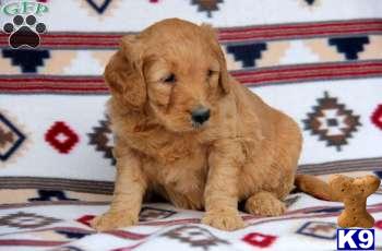 Goldendoodles Puppies